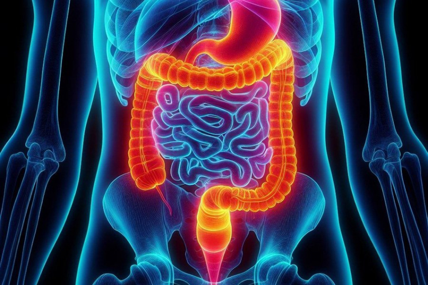 Science: кишечные бактерии постоянно находятся в состоянии войны