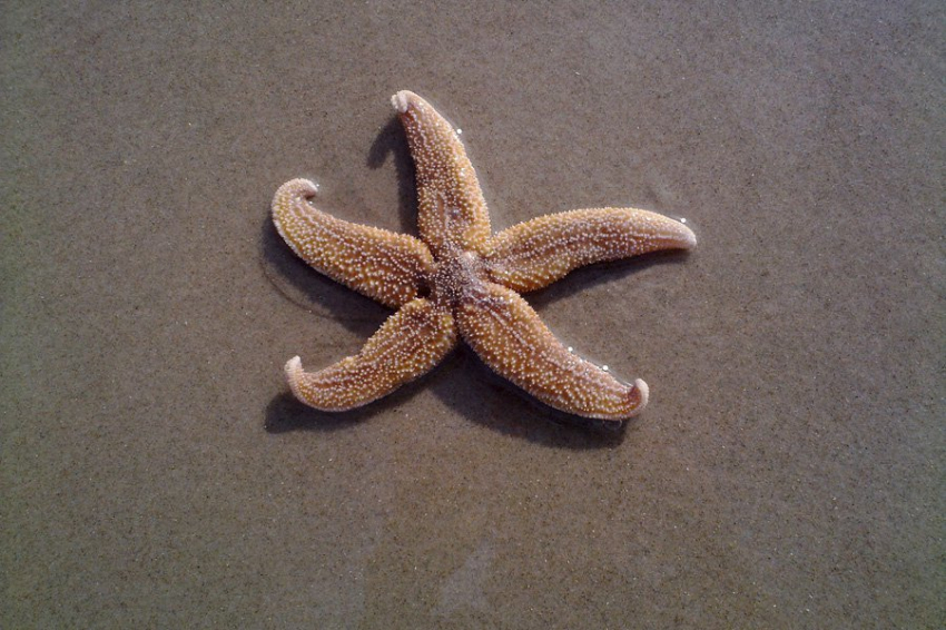 Ученые выявили задержку эволюционного происхождения морских звезд Asteriidae