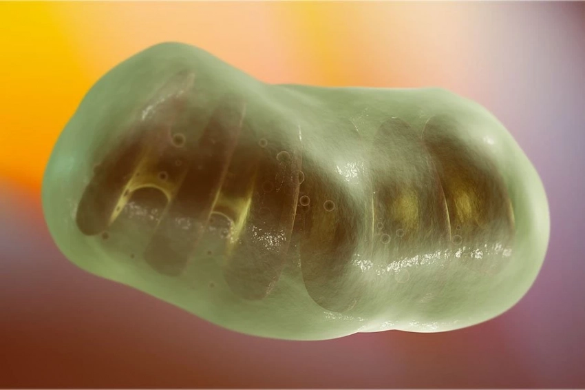 Процесс переработки клетками поврежденных митохондрий важен для здоровья мозга