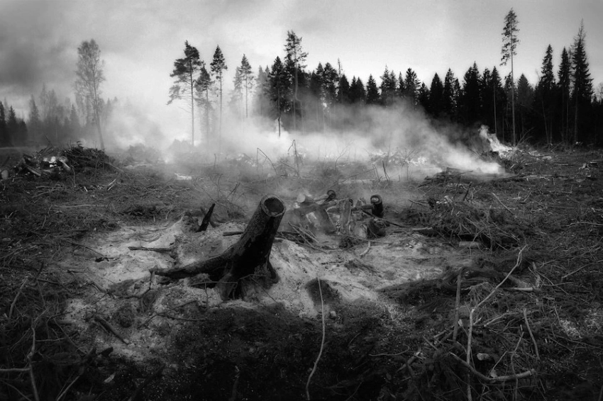 Дым лесных пожаров увеличивает риск деменции на 18%