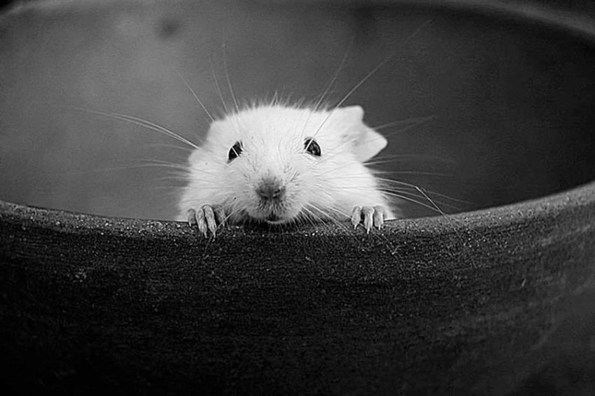 Стратегия «Воин выходного дня» демонстрирует устойчивые когнитивные преимущества